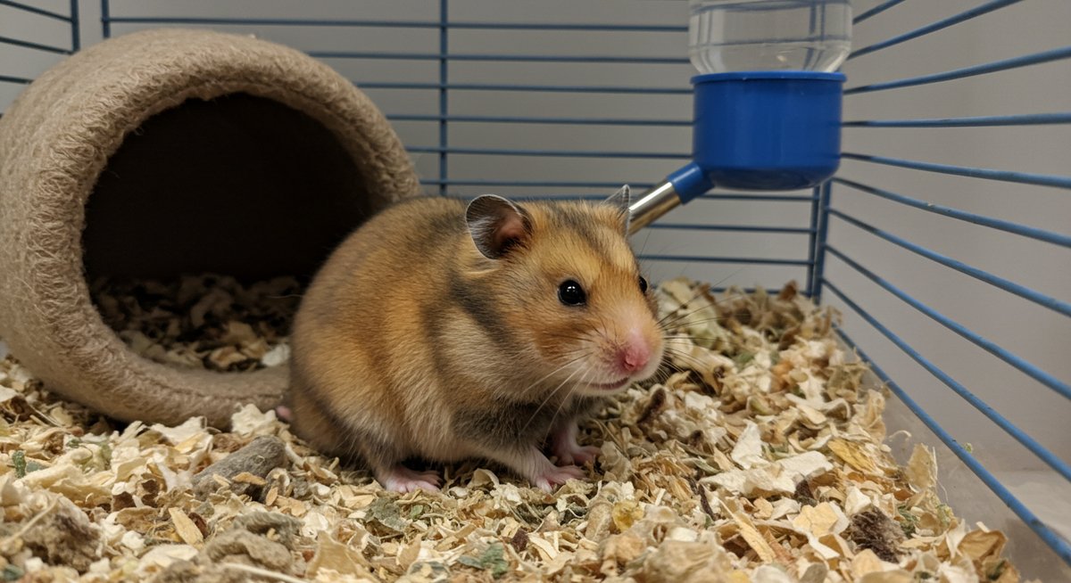 ハムスター お しり から 血