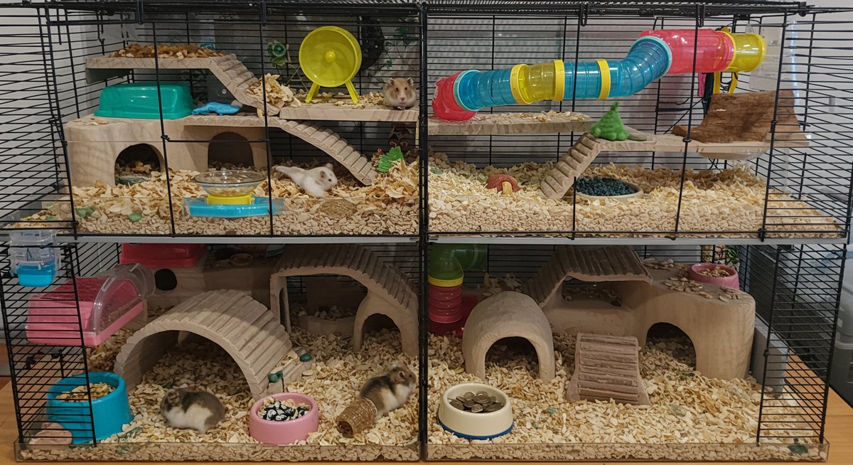 ハムスター 共食い