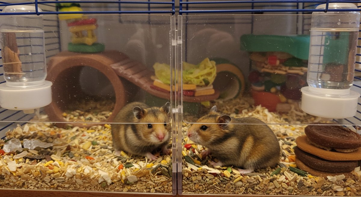 ハムスター 共食い