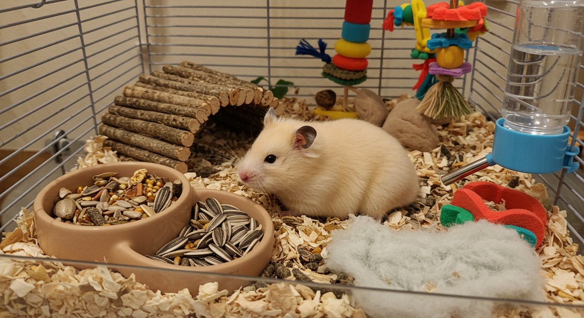 ハムスター 子食い