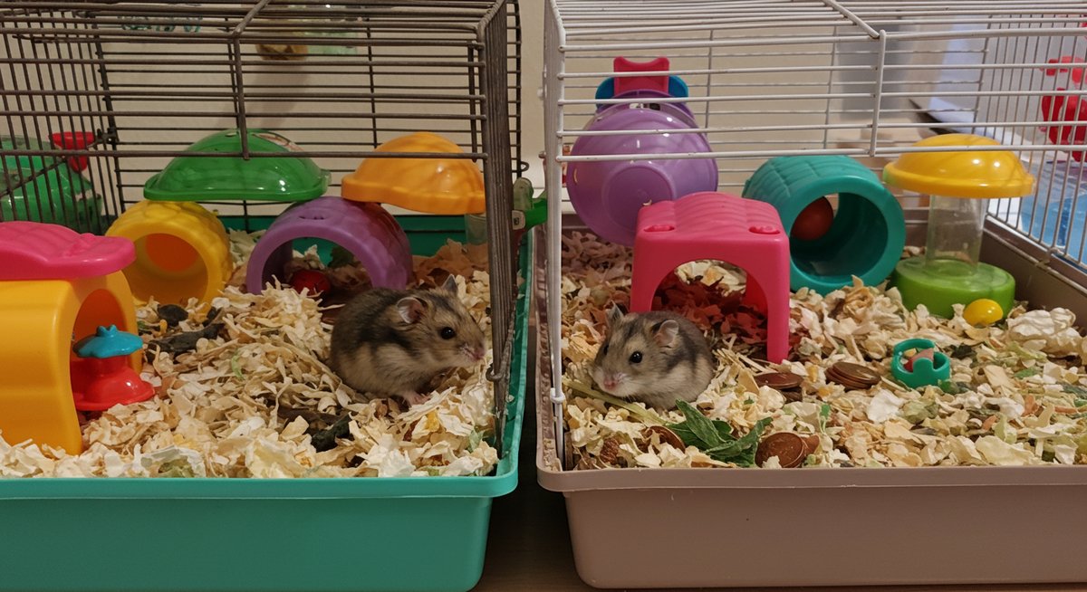 ハムスター 多頭 飼い ケージ 別