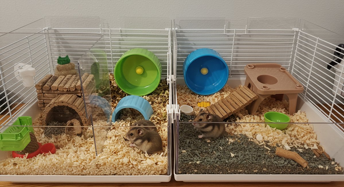 ハムスター 多頭 飼い 成功