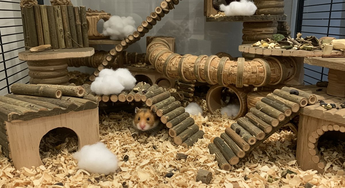 ハムスター 鼻血
