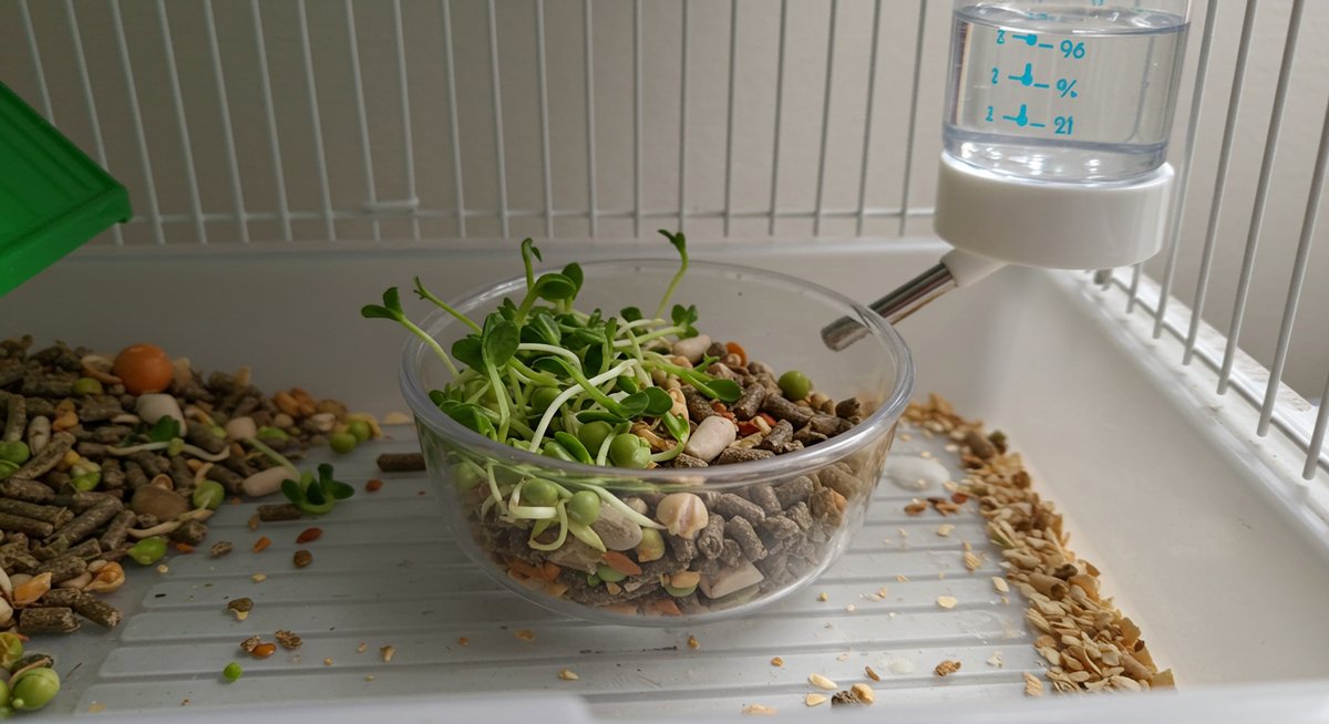 ハムスター 豆苗
