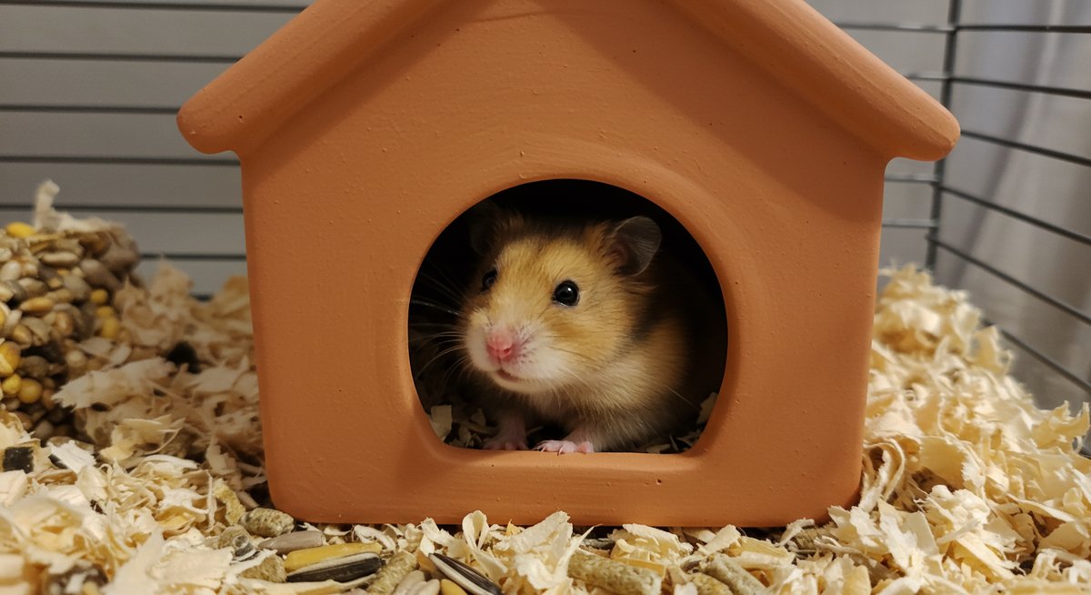 ハムスター 飼わ なきゃ よかっ た