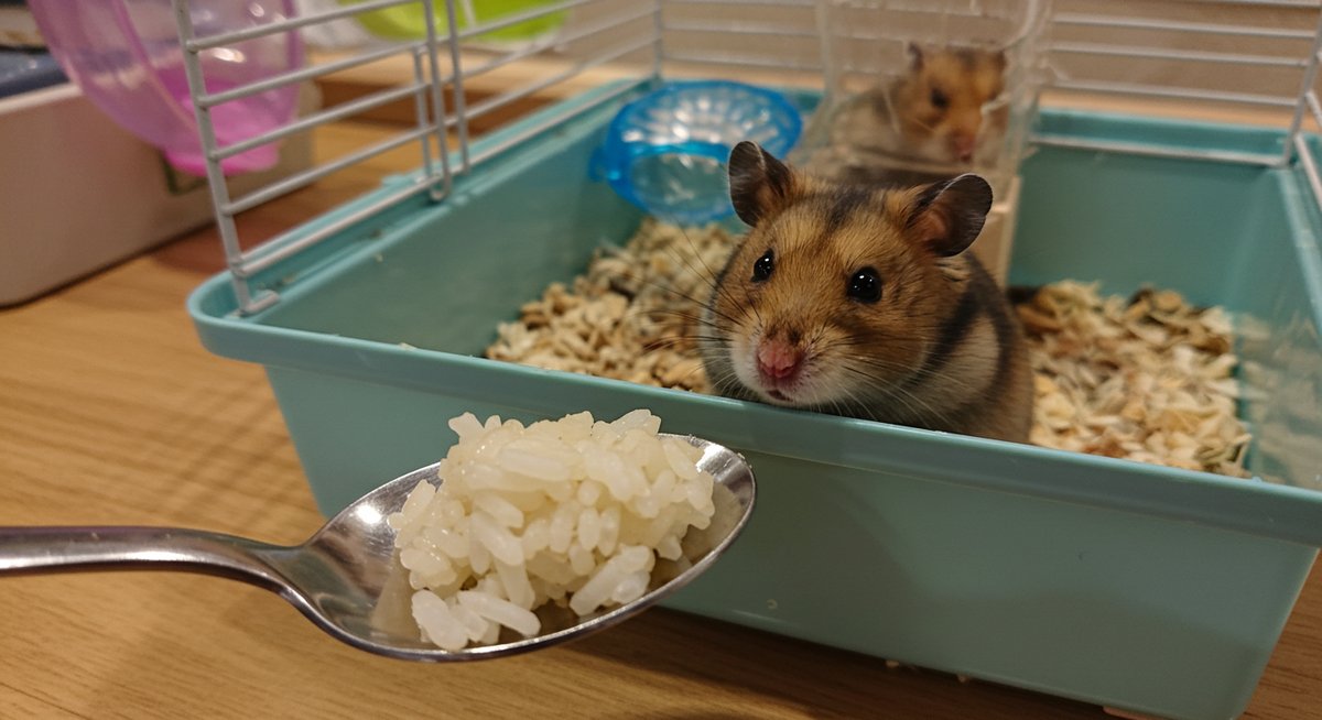 ハムスター お 米