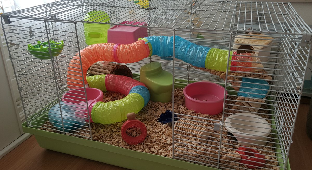 ハムスター 砂浴び トイレ 区別