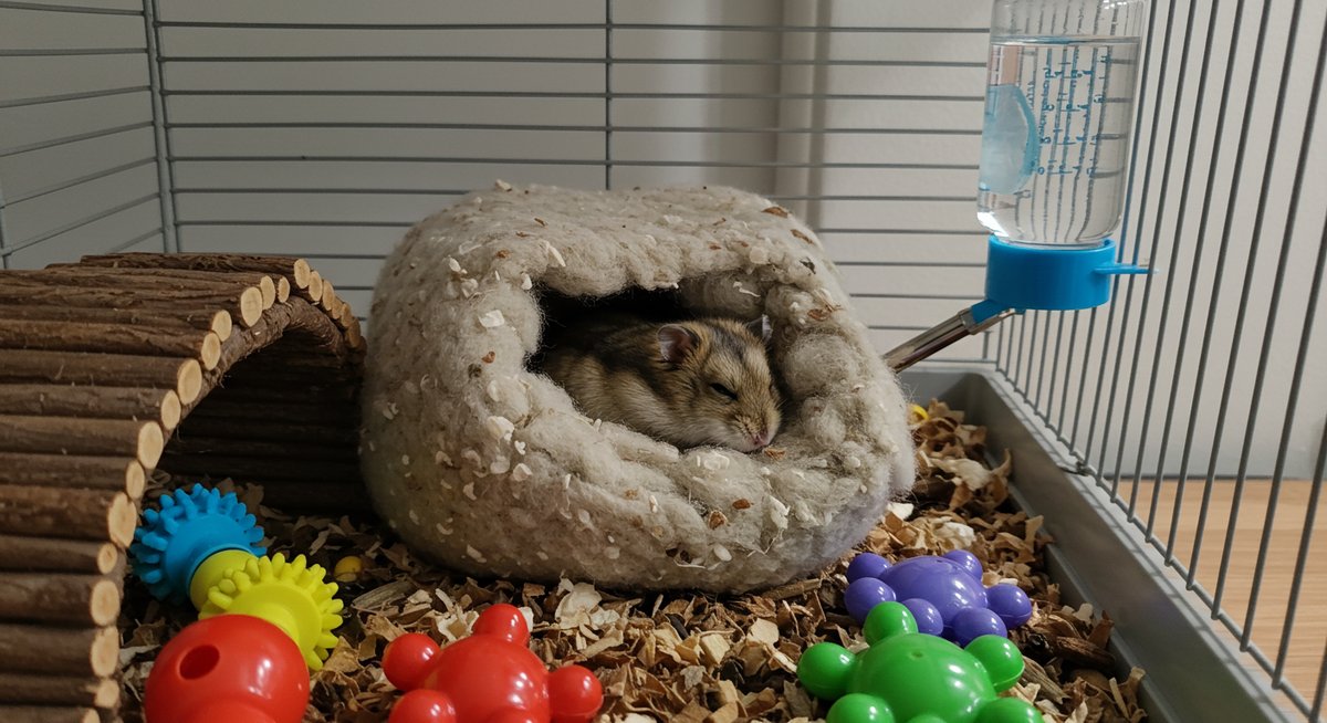 ハムスターの鳴き声
